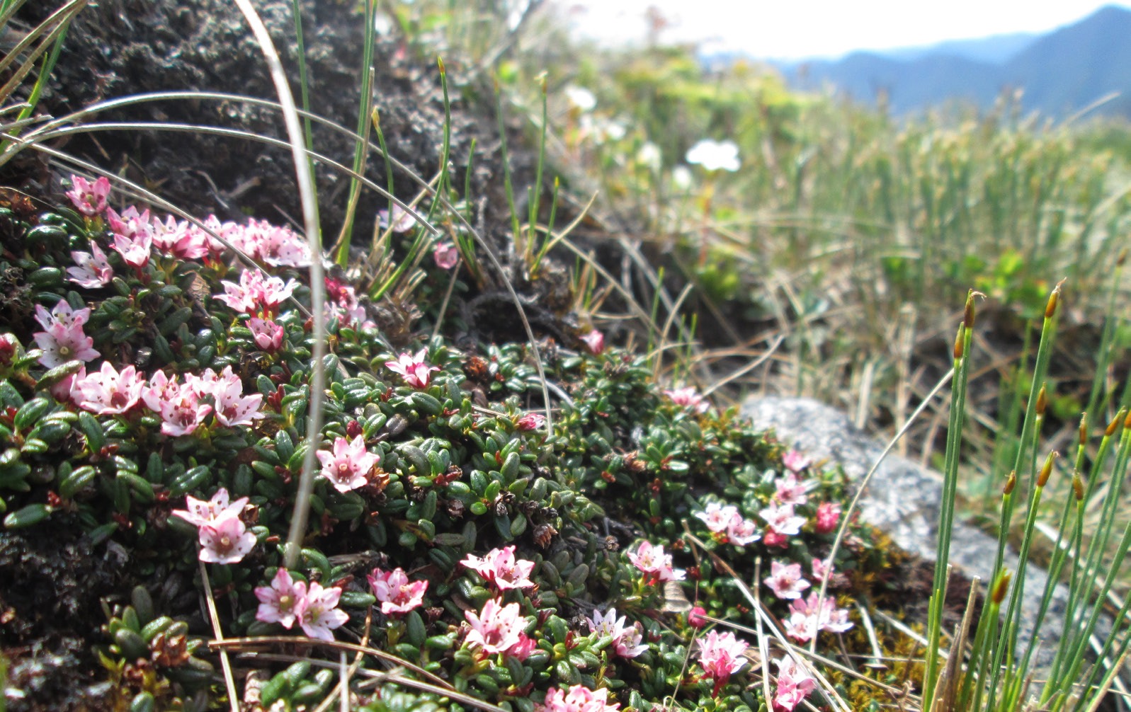 Monitoring Alpine Plants in the High Peaks North American Rock Garden